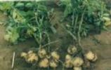 Solanum Tuberosum Extract(Jesslie@Snowlotusbiotech.Com)